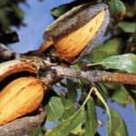 Mandorle per una pelle idratata e giovane, by Chiara Manzi