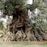 Cuore della Puglia: eccellenze di 40 Comuni uniti, a Milano