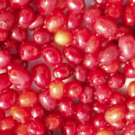 Cornedo (VI): Prima festa nazionale delle corniole