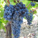 A CVA Canicattì nuova Medaglia d’Oro con l’Aquilae Nero d’Avola