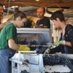 Montepulciano: La vendemmia si tinge di "rosa"