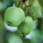Ecco il Nergi, mini Kiwi novità pieno di Energia naturale