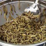 Prima degustazione autorizzata di insetti commestibili in Italia
