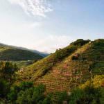 Vini eroici: Roma accoglie "Vini da Terre Estreme"