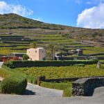 Passitaly: il valore del paesaggio di Pantelleria