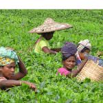 Twining: tè nero, tèverde, tèbianco, tèaromatizzati... nuovo look !