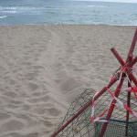 Oasi del Simeto: E' tornata a nidificare la tartaruga marina Caretta caretta