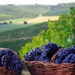 Summit Parigi Cop 21: Viticoltura e clima caldo ... e la bici