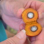 Olio di Palma, alias Palm oil: condannato senza processo. Ma è veramente colpevole? 