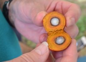 Olio di Palma, alias Palm oil: condannato senza processo. Ma è veramente colpevole? 