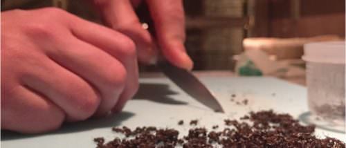 CR_Noma_woodants-700x300