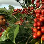 Salgono a 4 le piantagioni di Caffè di Luigi De Falco in Honduras
