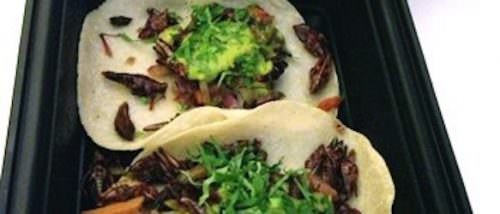 Toloache Grasshopper insetti