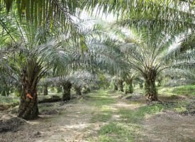Olio di Palma: Cosa c’è dietro. Intervista verità dalla Malesia