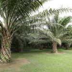 Tutto (o quasi) sull'Olio di Palma, ma non è finita...