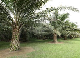 Tutto (o quasi) sull’Olio di Palma, ma non è finita…