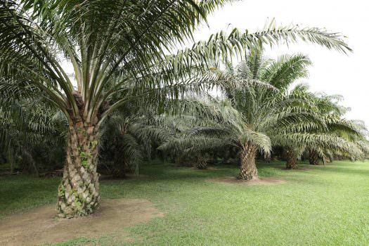 Tutto (o quasi) sull’Olio di Palma, ma non è finita…