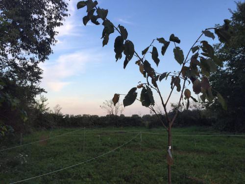 Permacultura - Food Forest CasciNet