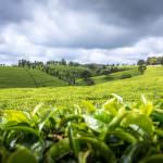 Curiosità sul tè del Kenya