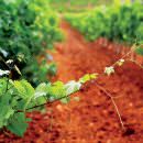 Primitivo di Manduria molto più che un vino by Luca Maroni – Elenco 36 Cantine