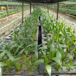 The Oil Palm: La verità sull'olio di palma - La Malesia informa e fa cultura con un sito in Italiano