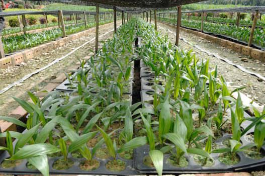 The Oil Palm: La verità sull’olio di palma – La Malesia informa e fa cultura con un sito in Italiano