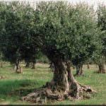 Olive: In aumento i furti nelle campagne pugliesi