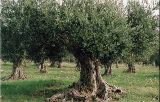 Olive: In aumento i furti nelle campagne pugliesi