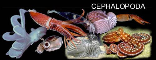 cefalopodi