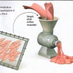 Cosa mangeremo nel futuro: carne rossa sintetica e pollo artificiale