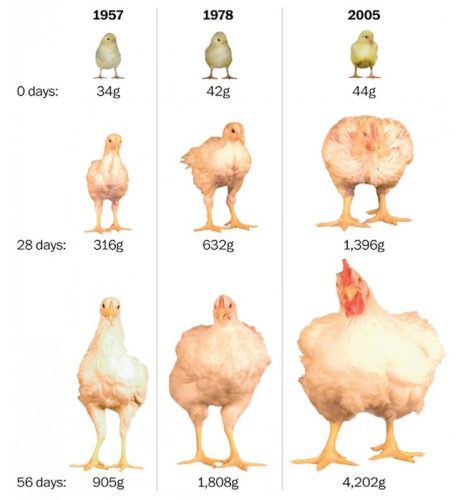 L'industria è pronta per produrre direttamente petti e cosce di pollo. La chioccia e gli incubatoi non serviranno più