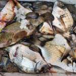 Cucinare il pesce: i consigli di Marco Di Lorenzi – Chef docente di cucina