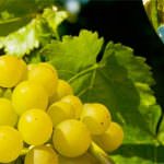 Prosecco Superiore DOCG e Prosecco DOC: cosa vogliono i piccoli produttori