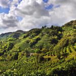 Prosecco: urge un Leader capace, un Ambasciatore delle Bollicine nel mondo