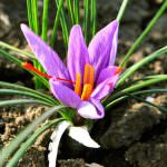 Zafferano di Puglia: un fil rouge coltivato col Cuore da chi ama la sua terra