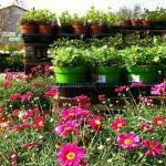 Aromantica: La festa delle erbe aromatiche a Budrio