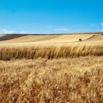 Crisi del grano? Basterebbe un progetto "Dedicato", come fa Granoro