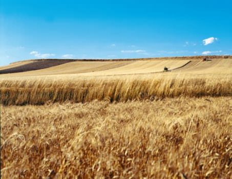 Crisi del grano? Basterebbe un progetto “Dedicato”, come fa Granoro