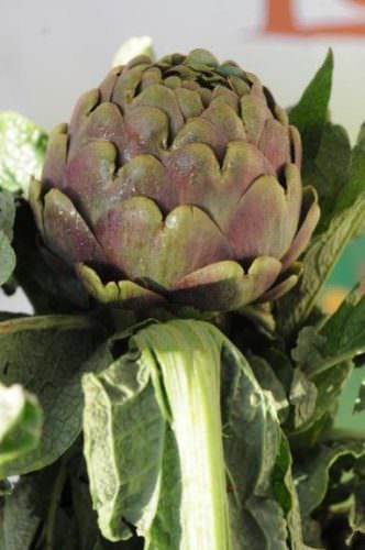 Carciofo di Paestum IGP