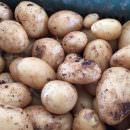 Patate novelle di Sicilia contro patate di importazione