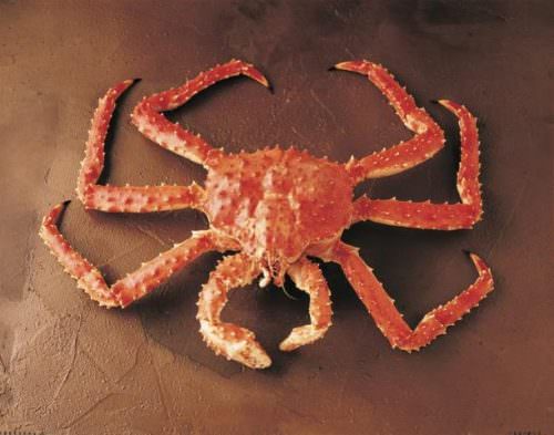 Red King Crab
