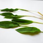 E' tempo di Aglio Orsino: Ricetta dal Canton Ticino