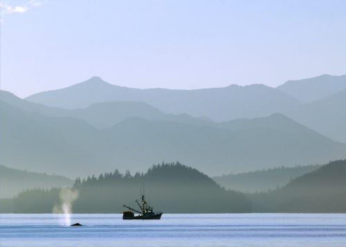 peschereccio e balena