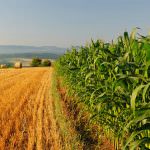 Dall’AGEA boccata di ossigeno per le aziende agricole