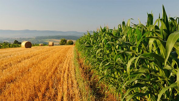 Dall’AGEA boccata di ossigeno per le aziende agricole