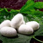 Coldiretti: Parte il primo corso di bachicoltore