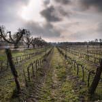 Azienda vinicola Donne Fittipaldi: Vino e Arte al 50° Vinitaly