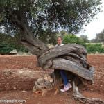 La Puglia e i suoi ulivi