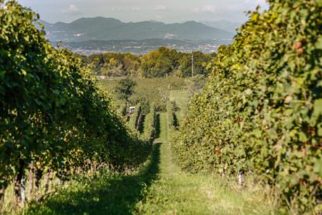 AZ. Le Morette - Zenato - le vigne