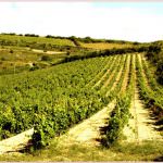 Cagnulari Cantina il Grappolo D'oro, Famiglia Sassu Vignaioli